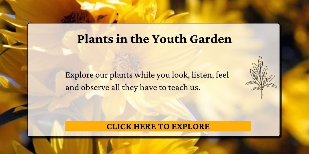 Click here to view the plants in our Youth Garden.